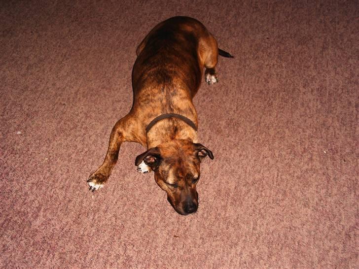 Amerikansk staffordshire terrier Mille billede 1