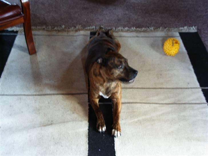 Amerikansk staffordshire terrier Mille billede 2