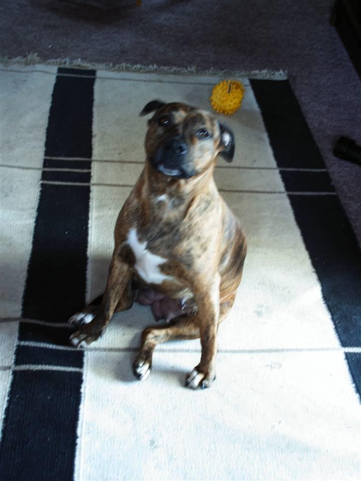 Amerikansk staffordshire terrier Mille billede 3