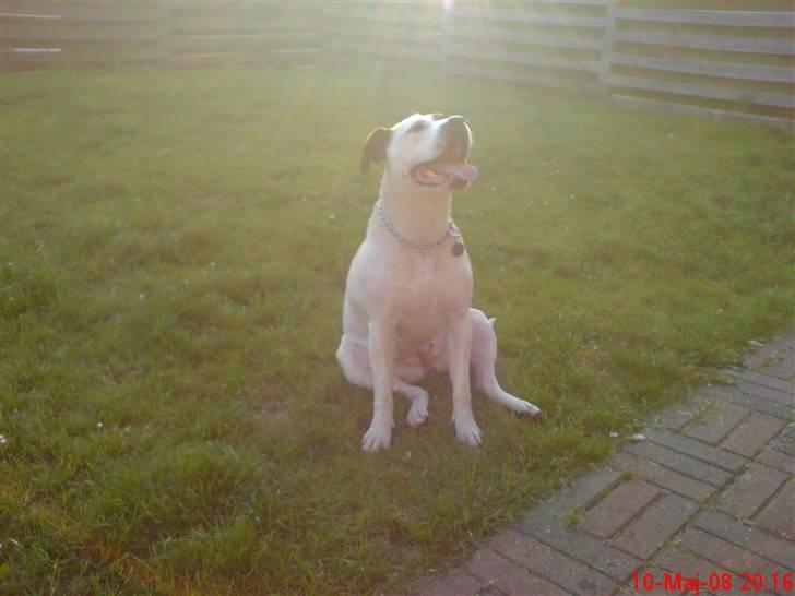 Blanding af racer Frida - Velsignet fra oven... c",) billede 15