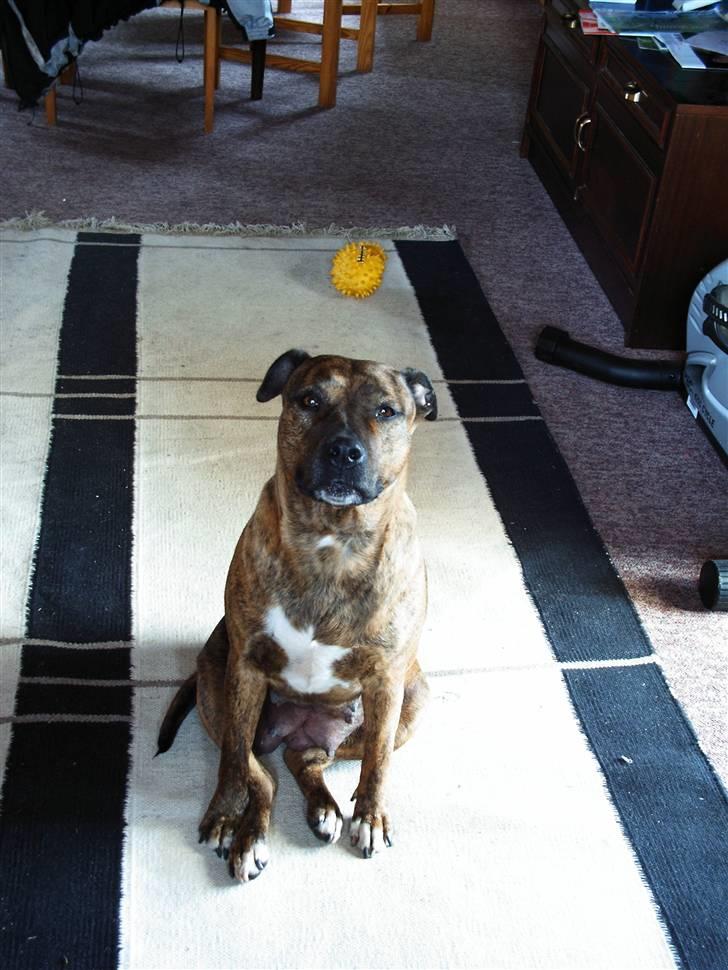 Amerikansk staffordshire terrier Mille billede 4