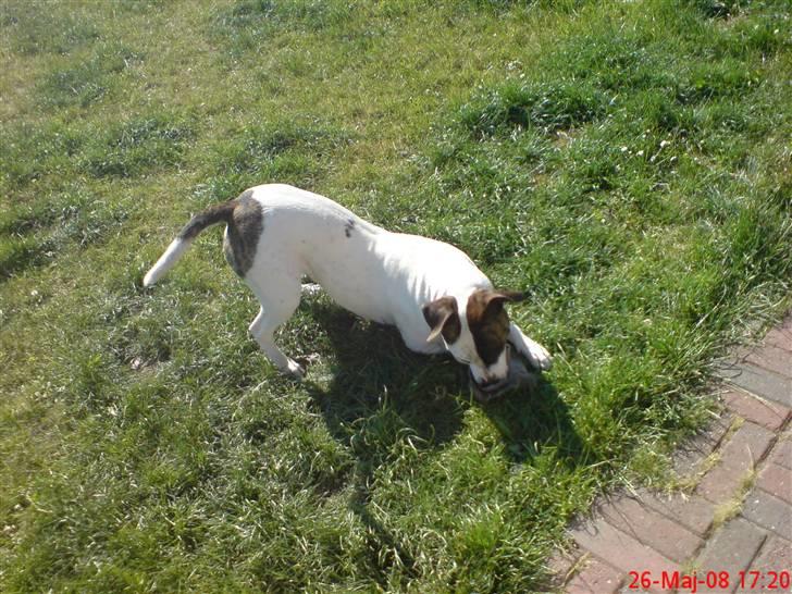 Blanding af racer Frida - Det er SKØNT at lege i haven... c",) billede 16