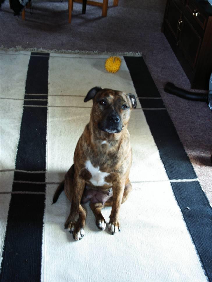 Amerikansk staffordshire terrier Mille billede 5