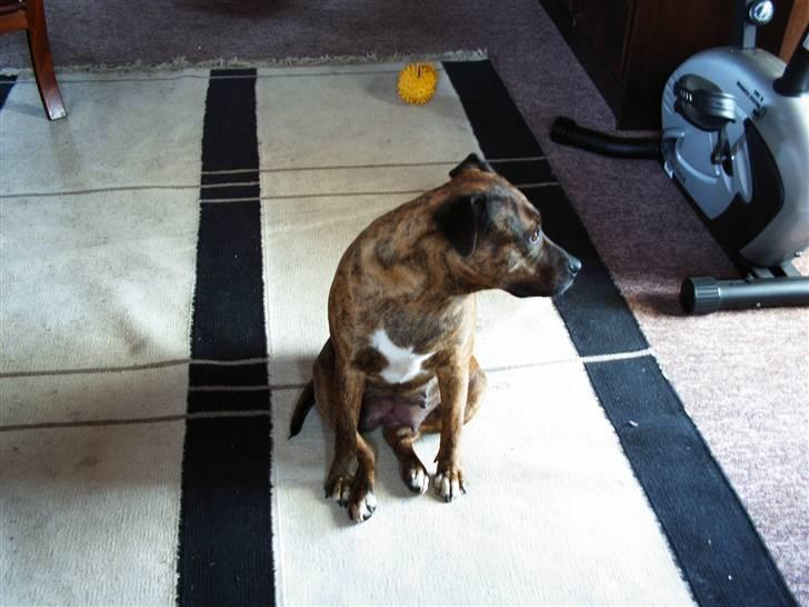 Amerikansk staffordshire terrier Mille billede 6