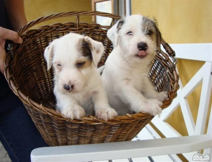 Jack russell terrier Elmer RIP 2023 - Lille Elmer til højre og hans brormand til venstre billede 2