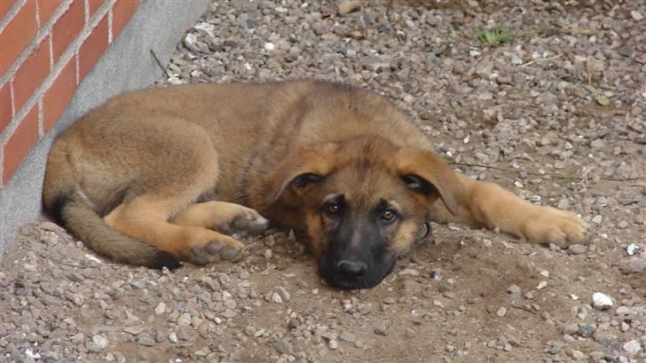 Schæferhund QATO - en træt lille hund efter træning. billede 7