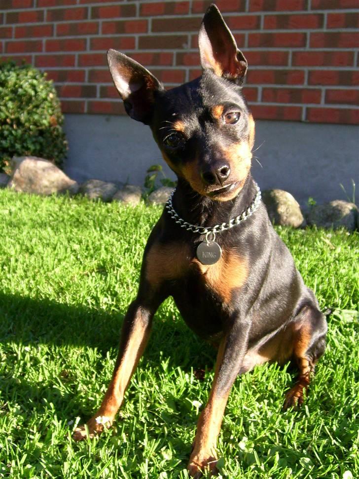 Dvaergpinscher King (2003 - 2016) billede 4