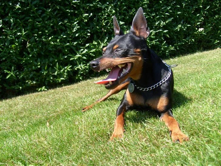 Dvaergpinscher King (2003 - 2016) billede 9