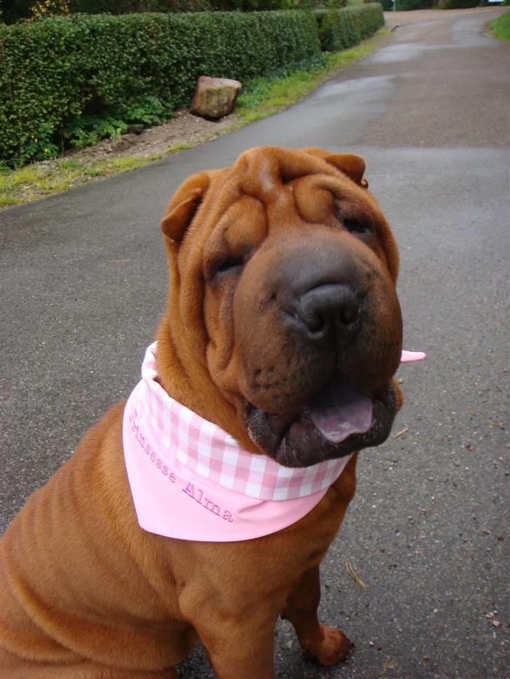 Shar pei Alma - Prinsesse Alma står der på hendes charmeklud... Købt at Pernille på min venneliste :) billede 15