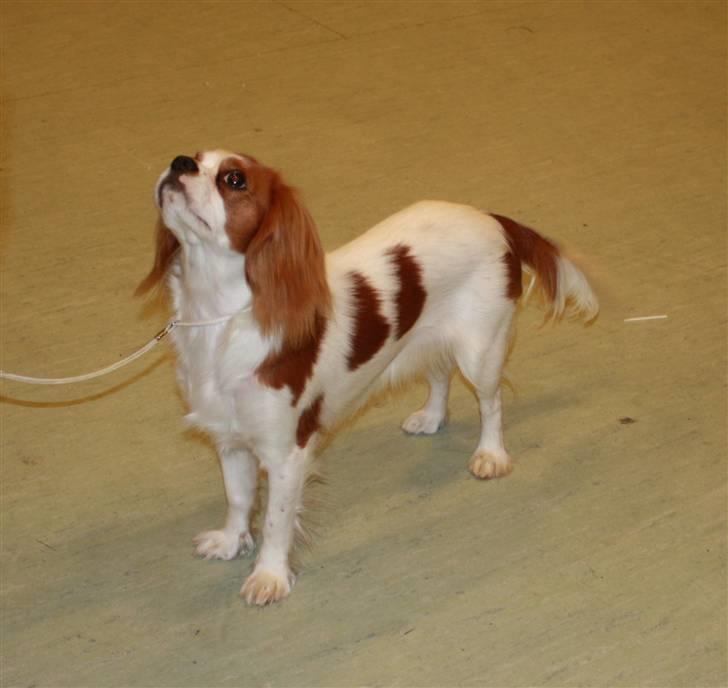 Cavalier king charles spaniel Chilli - Hun er efterhånden rigtig dygtig til at stå pænt billede 20