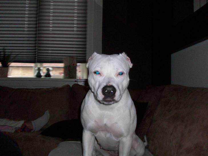 Dogo argentino Putte billede 1