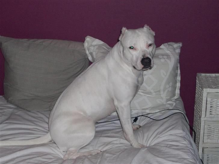 Dogo argentino Putte billede 2