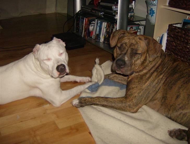 Dogo argentino Putte billede 3