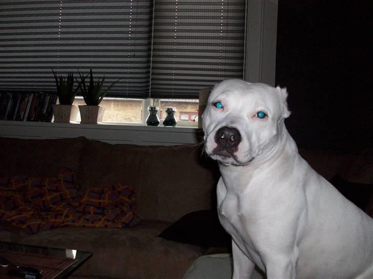 Dogo argentino Putte billede 4