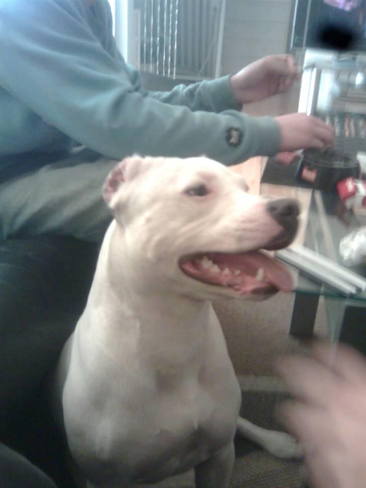 Dogo argentino Putte billede 5