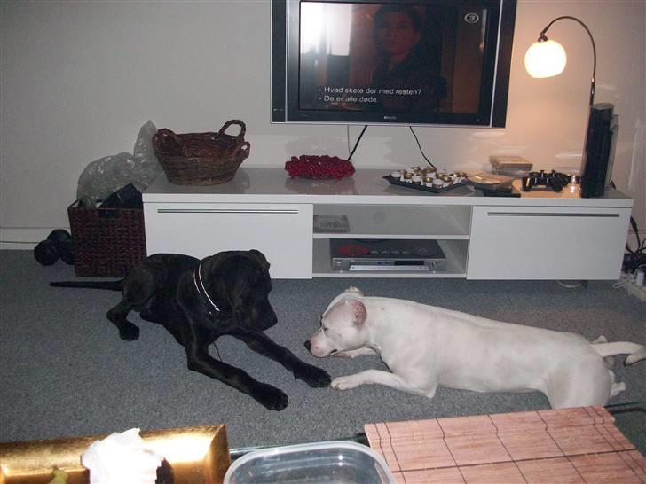 Dogo argentino Putte billede 6