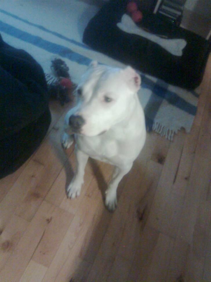 Dogo argentino Putte billede 7