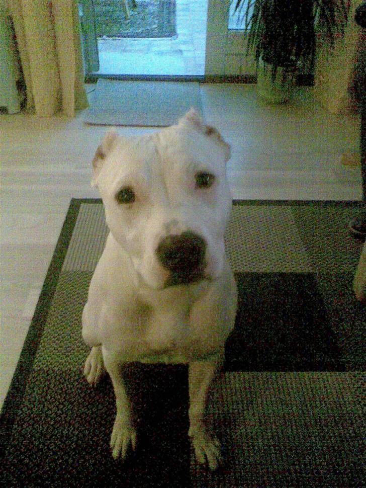 Dogo argentino Putte billede 9