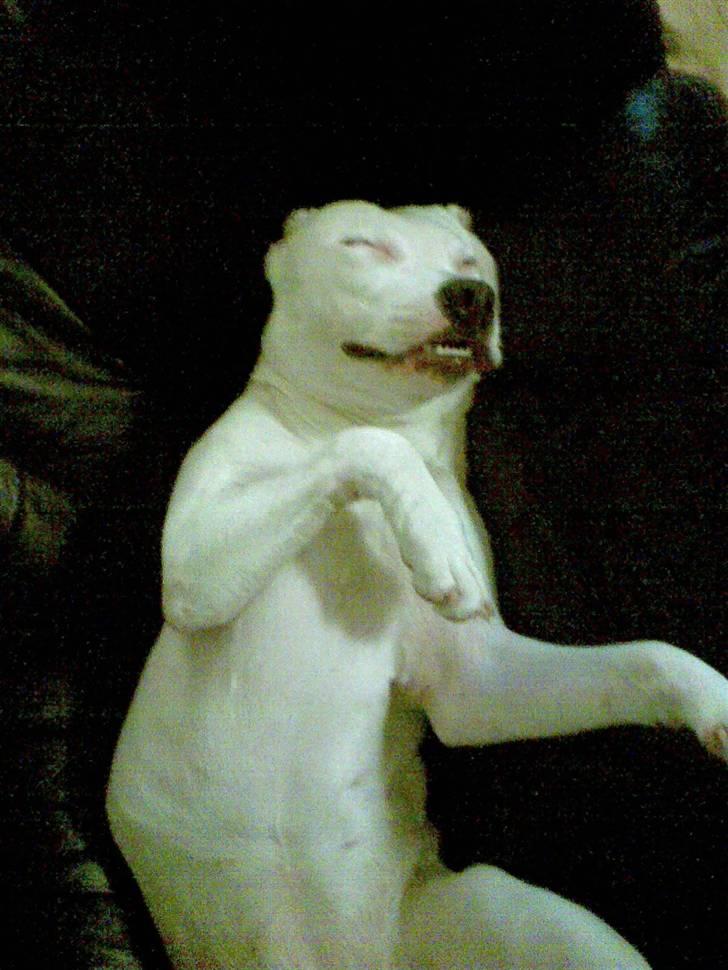 Dogo argentino Putte billede 10