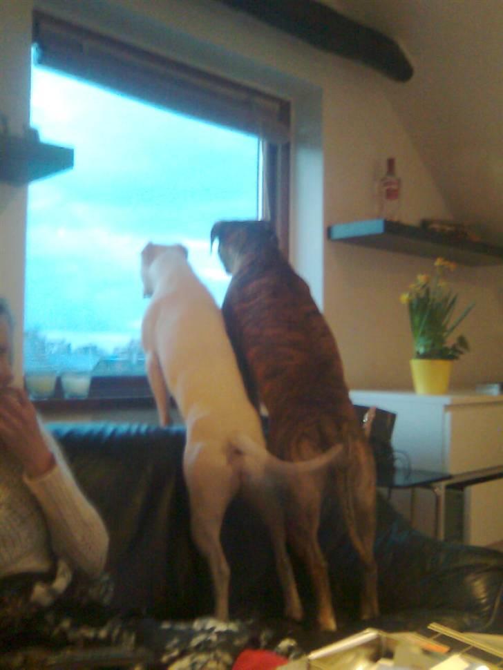 Dogo argentino Putte billede 11