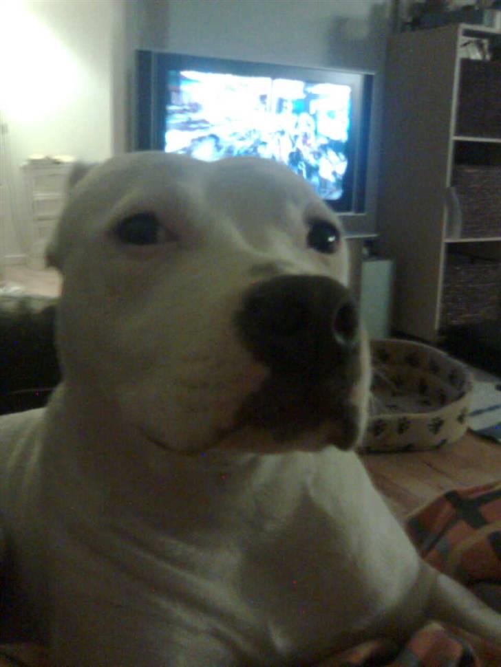 Dogo argentino Putte billede 13