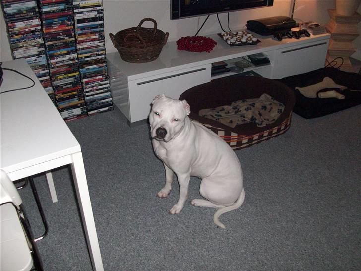 Dogo argentino Putte billede 14