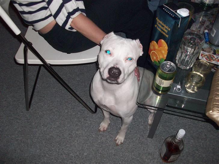 Dogo argentino Putte billede 15