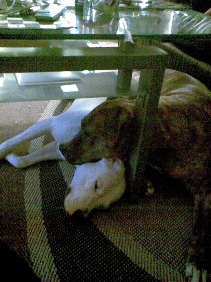 Dogo argentino Putte billede 16