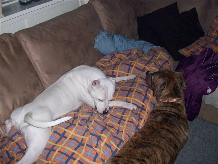 Dogo argentino Putte billede 17