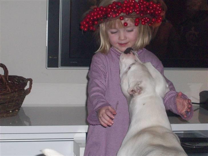 Dogo argentino Putte billede 18