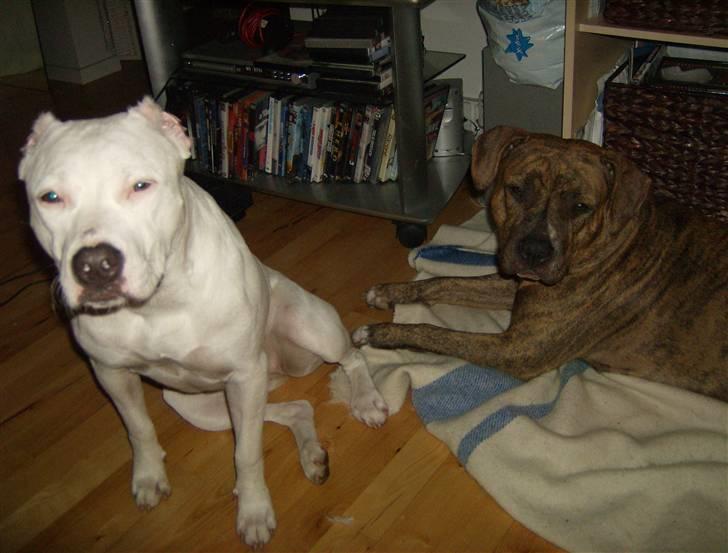 Dogo argentino Putte billede 19