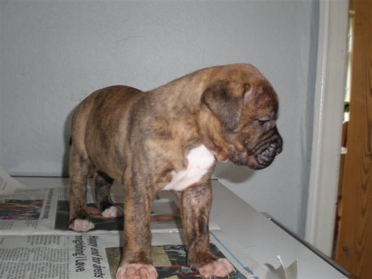 Amerikansk bulldog Abbi - Hendes nyeste hvalp billede 7