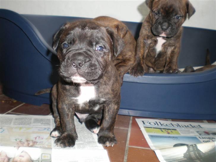 Amerikansk bulldog Abbi billede 8