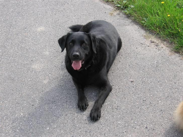 Labrador retriever zæcar R.I.P billede 1