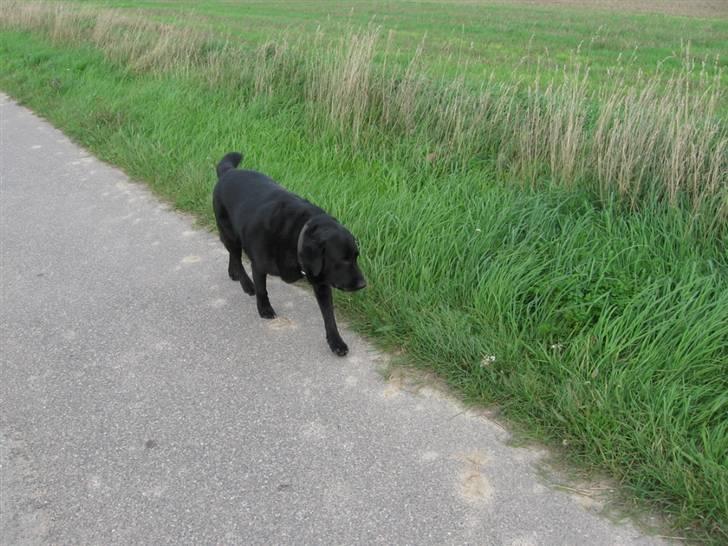 Labrador retriever zæcar R.I.P billede 2