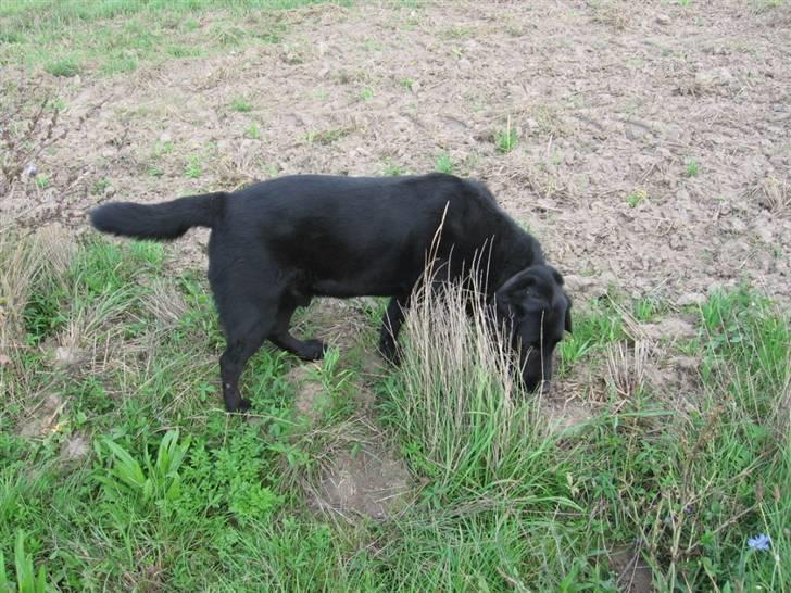 Labrador retriever zæcar R.I.P billede 3