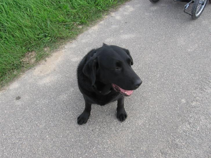 Labrador retriever zæcar R.I.P billede 4