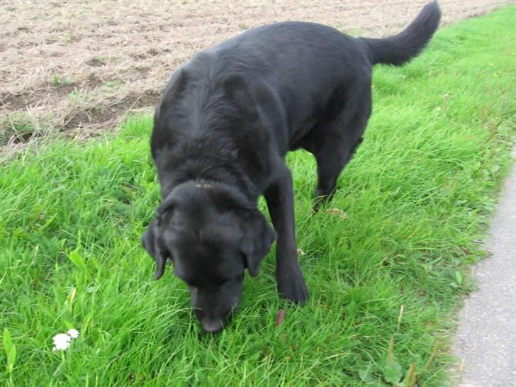 Labrador retriever zæcar R.I.P billede 5
