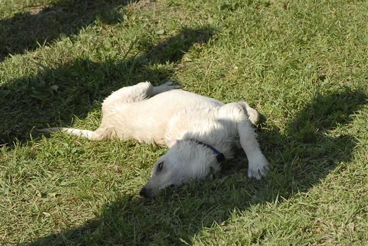 Blanding af racer *~Mille~* billede 1