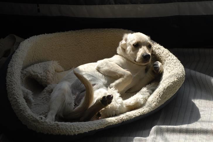 Blanding af racer *~Mille~* billede 2