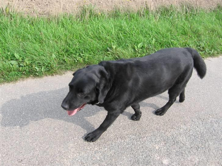 Labrador retriever zæcar R.I.P billede 6
