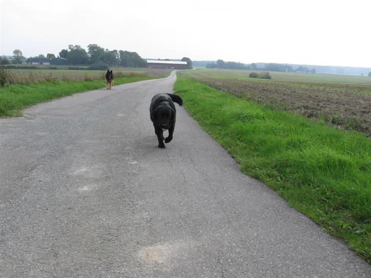 Labrador retriever zæcar R.I.P billede 7