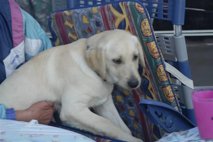 Blanding af racer *~Mille~* billede 4