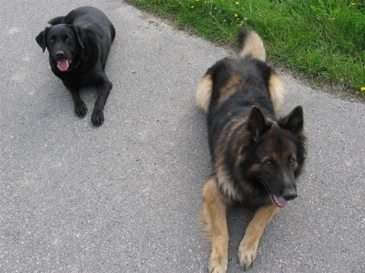 Labrador retriever zæcar R.I.P billede 8