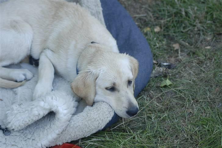 Blanding af racer *~Mille~* billede 5