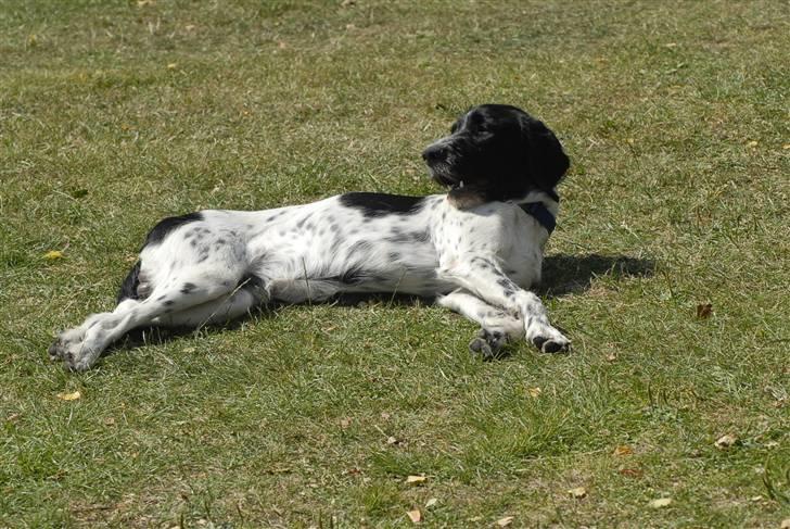 Blanding af racer ~*~Fonzy~*~ billede 1