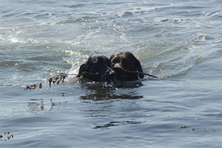 Blanding af racer ~*~Fonzy~*~ billede 2