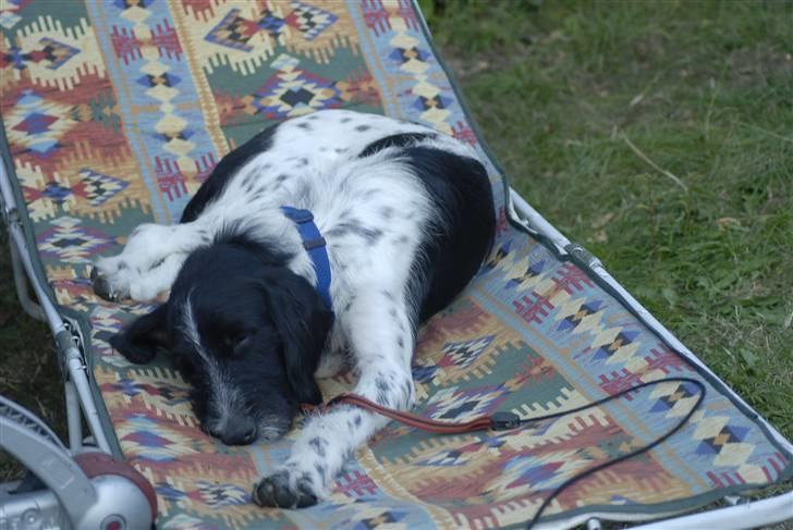 Blanding af racer ~*~Fonzy~*~ billede 3