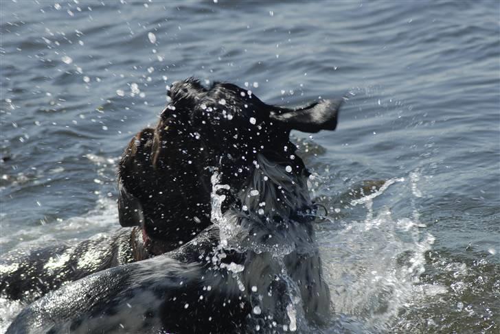 Blanding af racer ~*~Fonzy~*~ billede 4