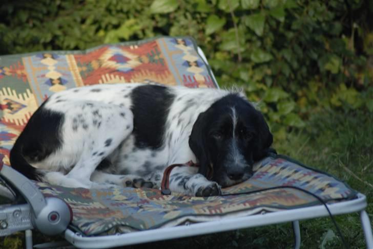 Blanding af racer ~*~Fonzy~*~ billede 5